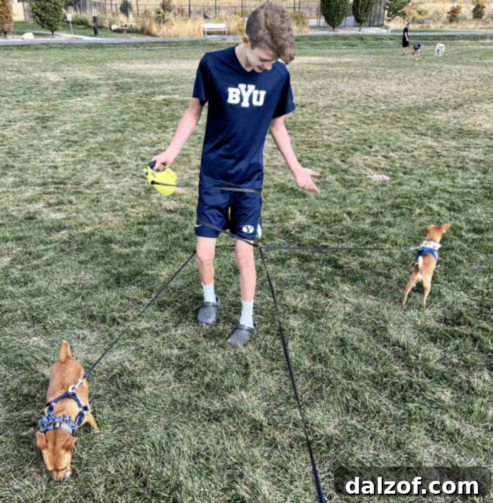 Two dogs pulling their owner on a leash, humorously illustrating 'who's walking who'.
