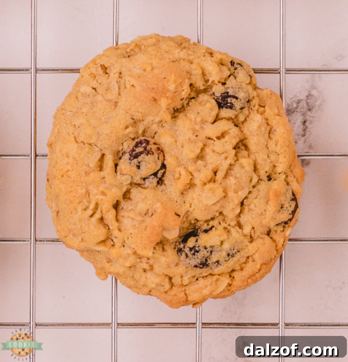 A single, perfectly baked oatmeal raisin cookie showcasing cinnamon, allspice, and plump raisins.