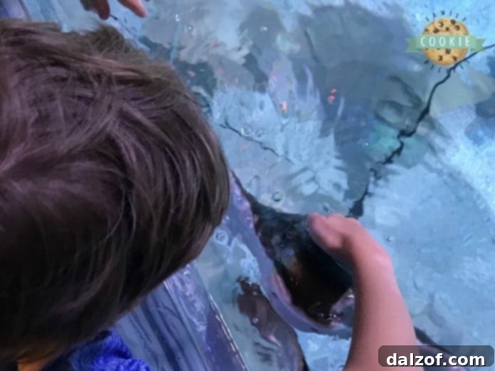 A child gently touching a stingray at an aquarium, fostering marine life appreciation.