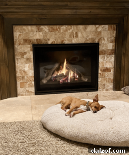 Two dogs enjoying the warmth of a new fireplace insert, looking cozy and content during winter.