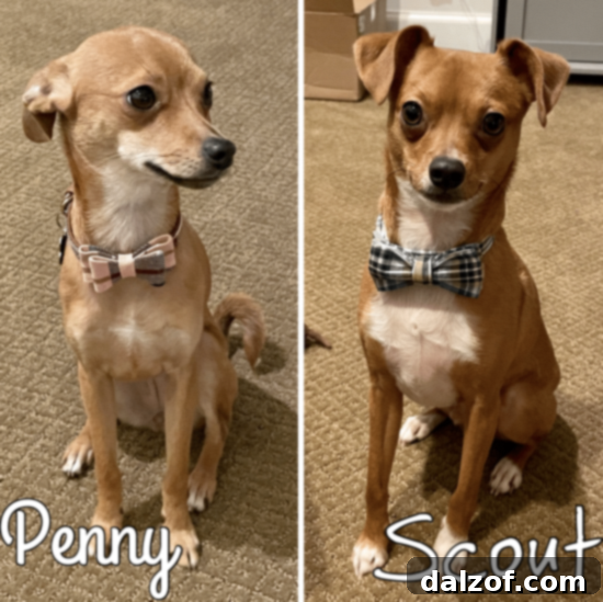 Two adorable Chihuahua-Miniature Pinscher mix dogs, Scout and Penny, sitting together