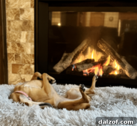 A small MinPin/Chihuahua mix dog named Penny, basking contentedly in the warmth of a fireplace, appearing very relaxed.